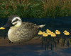 Mother Duck & Babies