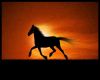 runing horse in sunset