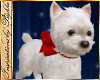 I~Westie-Hold*Red Bow
