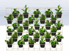 :3 Wall Plants Diverder