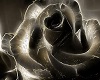 dark rose