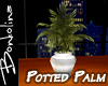 *B* Apt City/Potted Palm