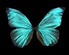 Butterfly Ore LT
