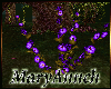 Lavatera Purple 