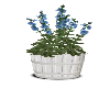 Blue Potted Flowers