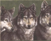 3 very nice wolfs