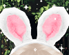 ♡ Bunny Cutie