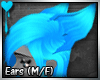 D~Complex Cat: Blue