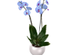 Luxury Orchid Blue