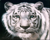 awesome white tiger