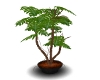 *LDW POTTED FERN