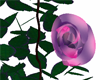 Purple/Pink rose vines