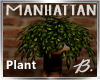 *B* Manhattan Flr Plant