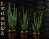 Fox/Aloe Vera Plants1