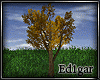 (ED1)Tree-16