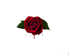 blood rose 2