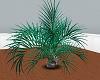 Emerald Animated Plant