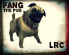 Fang The Pug, Pet M/F