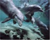 Dolphin & Sea