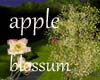 Apple Blossum Tree
