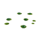 Emerald Water Lily's