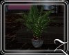 ~Z~Shades Planter