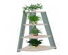COUNTRY LADDER PLANTS