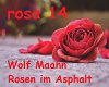 Wolf Maahn . Rosen im