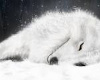 white fox rug 2