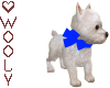 Westie puppy w bow blue