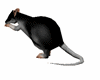 ☠ [Rat ]Animated ☠