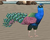 Peacock : click him/tail