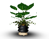 bigpotted plant