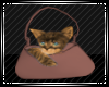 Cute Cat in a Bag 2