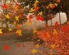 Falling leaves autumn UA