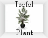 Trefol Loft Plant