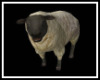 3Z:Animated Sheep&Sound