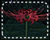 *Y* Spider Lilie