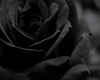 6v3| Black Rose + Light