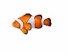 Fish Tank CLOWN FISH