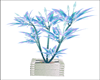 blue ice plant