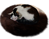 kitty snug on a rug