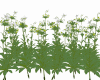 Flowers B3