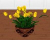 Pot of Yellow Tulips