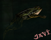 frog kyoto