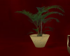 Palm Plant  Golden Pot