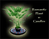 (IKY2) ROMANTIC PLANT CA