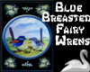 Blue Breasted Fairy Wren
