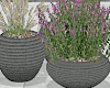 Outdoor Plants