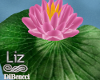 ziL. Lotus Water Plant